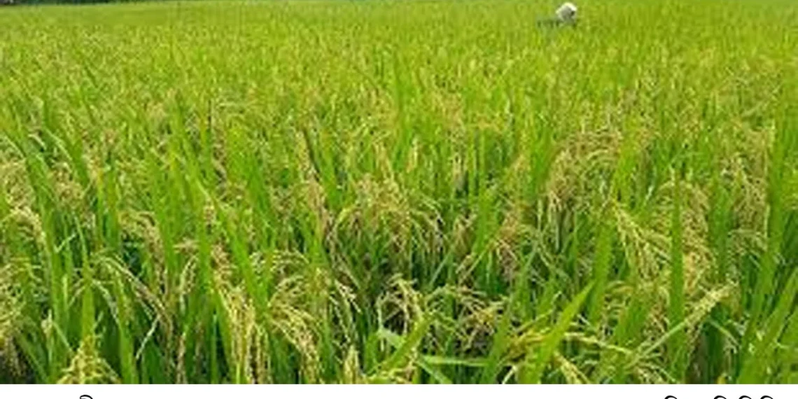 ফুলবাড়ীতে আমন ধানের বাম্পার ফলন, স্বপ্ন দেখছেন কৃষকরা॥