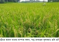 ফুলবাড়ীতে আমন ধানের বাম্পার ফলন, স্বপ্ন দেখছেন কৃষকরা॥