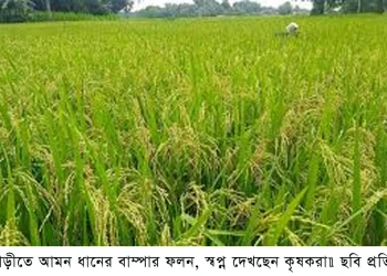 ফুলবাড়ীতে আমন ধানের বাম্পার ফলন, স্বপ্ন দেখছেন কৃষকরা॥