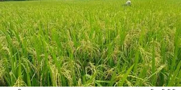 ফুলবাড়ীতে আমন ধানের বাম্পার ফলন, স্বপ্ন দেখছেন কৃষকরা॥
